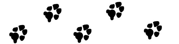 dog-paw-print-divider-right